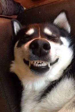 025df4b6e3ef039bf9a02318468b6664.webp