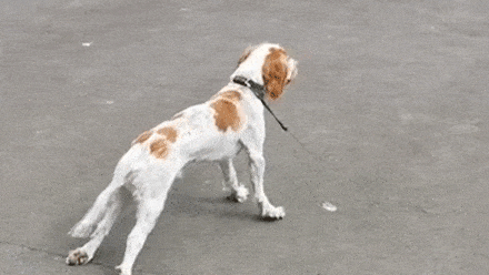 1000005605.gif