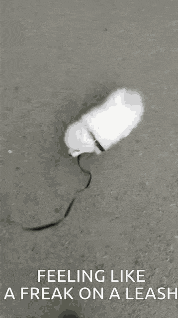 1000015641.gif