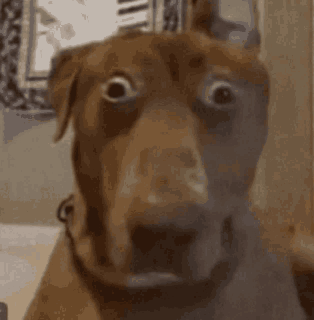 1000039137.gif