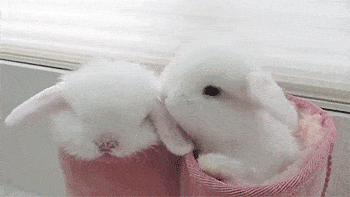 1148125972super-cute-white-easter-bunnies-animated-gif-3.gif