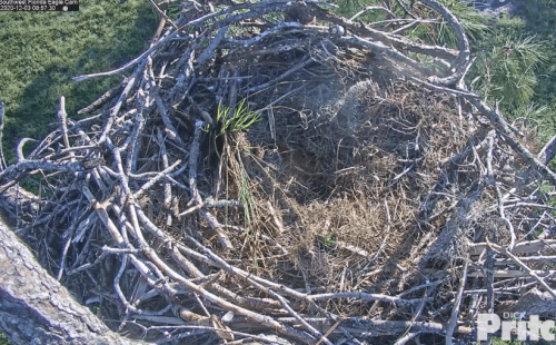 120320 857a Nest K.PNG.png