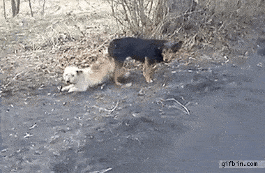 1369936622_dogs_stuck_together-ezgif.com-optimize.gif