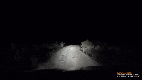 1462303529-kangaroo.gif