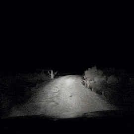 1462303529-kangaroo.gif