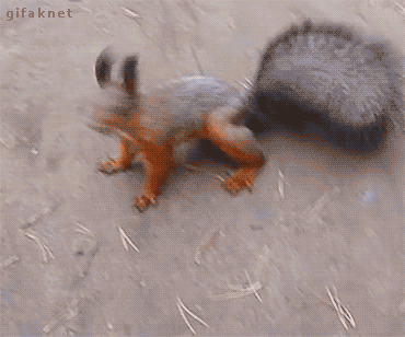 1585512858572.gif