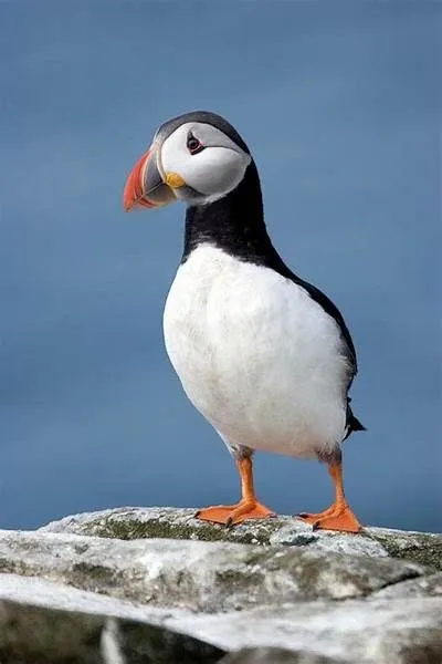 1624508243594.webp