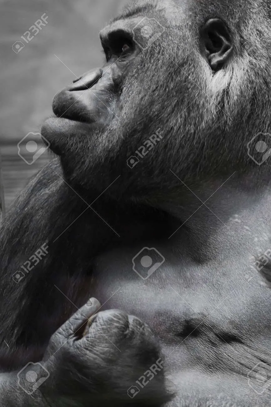 163582821-fist-and-thick-lips-the-brutal-muzzle-face-of-a-powerful-and-strong-male-gorilla-is...webp
