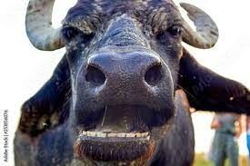 Water buffalo (Bubalus bubalis) muzzle. Closeup portrait. Buffalo wildlife.  Funny muzzle looking. Odd bizarre weird muzzle. Wild, strong, primal. Stock  Photo | Adobe Stock
