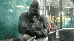 1679953120983.gif