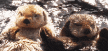 1699421211355.gif