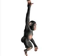 Hanging Jungle Monkey Statue - NE80079 - Design Toscano