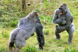 1706444774974.webp