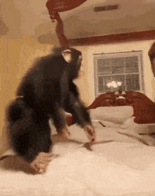 1708398446396.gif