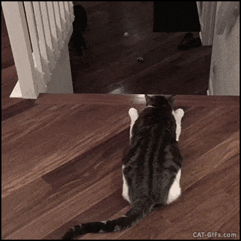 1713011317976.gif