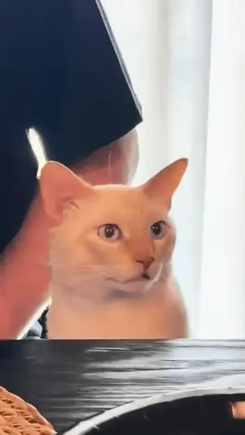 1722435342987.png