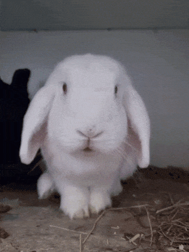 1723236075243.gif