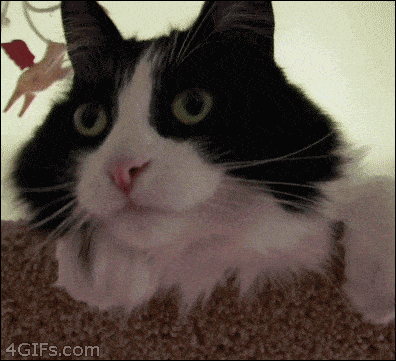 1723639557441.gif