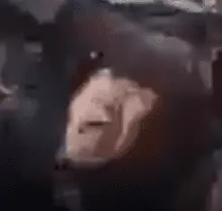 1728119273951.webp