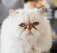 1731527944009.webp