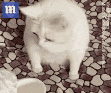 1732950331452.gif