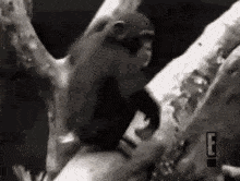 1733254200410.gif