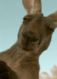 1737423788542.gif