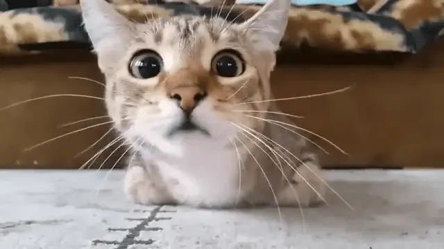 1737480694036.webp
