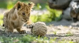 1739412514228.webp