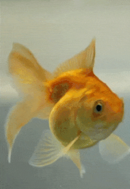 1740847978906.gif