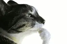 1741903046538.webp