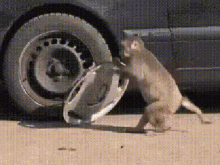 1770089236698.gif