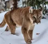 1770577095347.webp