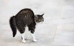 1771601976755.webp