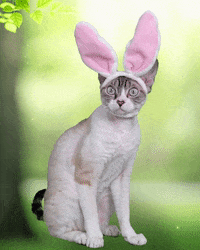 1775400366751.gif