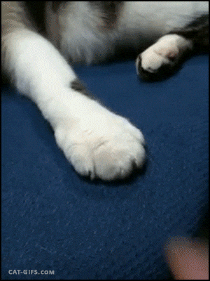 1775568448699.gif