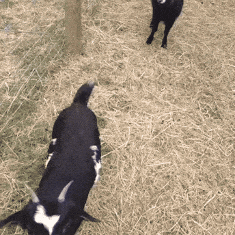 1775779079132.gif