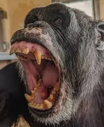 1777078746781.webp