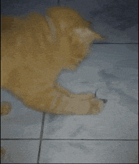 1779592813659.gif