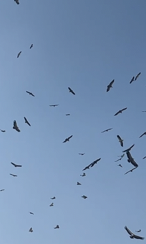 1780520119236.gif