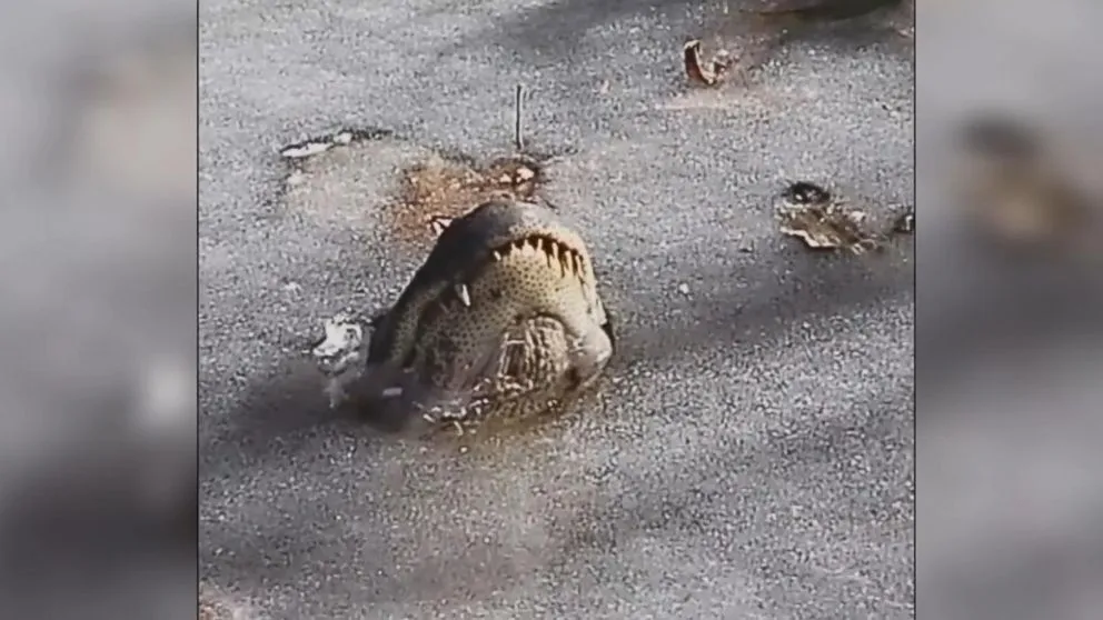 180109_abc_social_gator_ice_16x9_992.webp