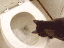 183659.gif