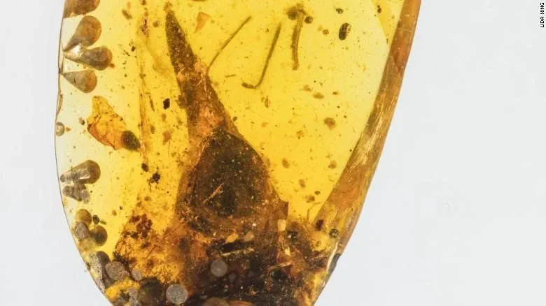 200310111832-01-dinosaur-bird-head-skull-amber-exlarge-169.webp