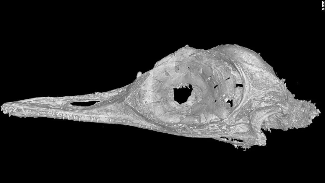 200310111854-02-dinosaur-bird-head-skull-amber-super-169.webp