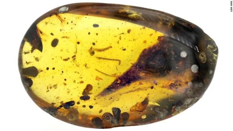 200310112538-03-dinosaur-bird-head-skull-amber-exlarge-169.webp