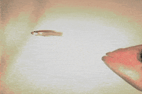 200w-3.gif