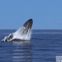 200w.gif