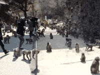 200w.gif