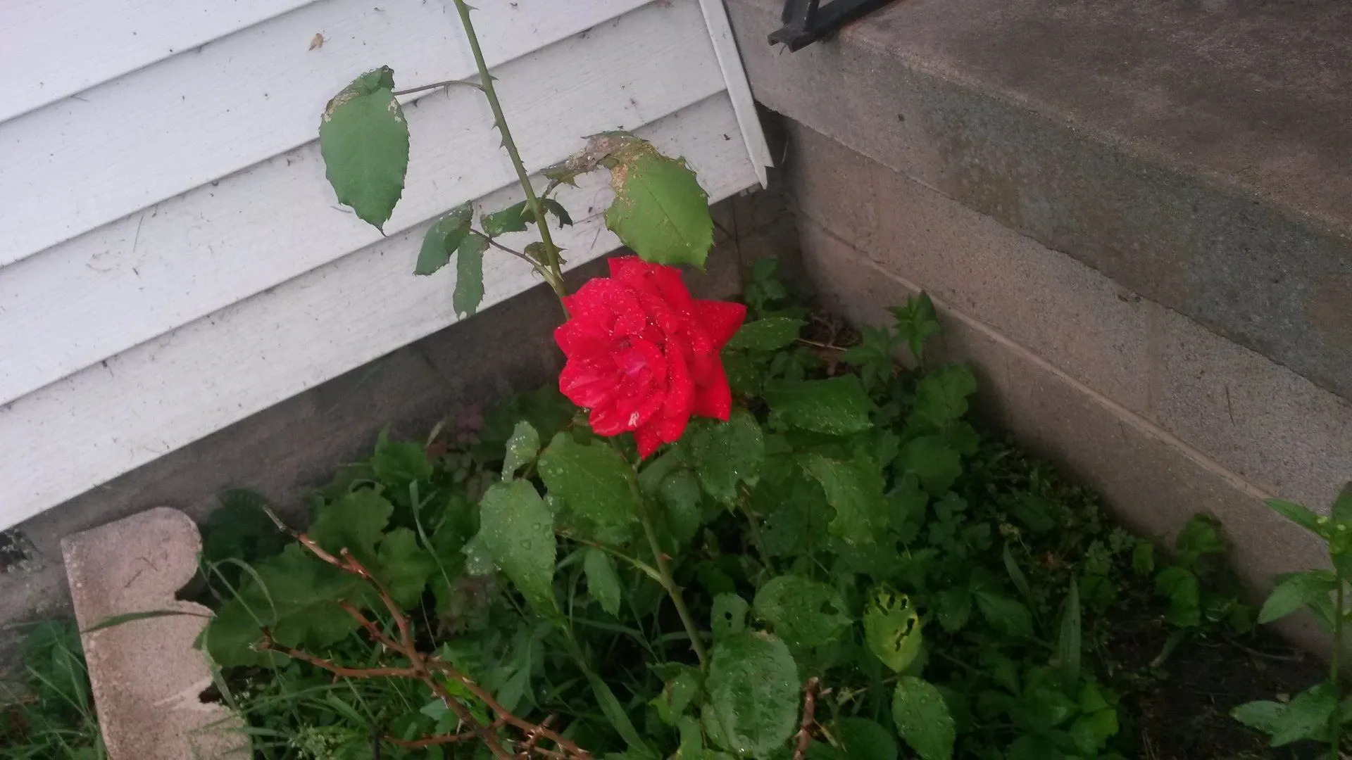 20160604_201034.webp