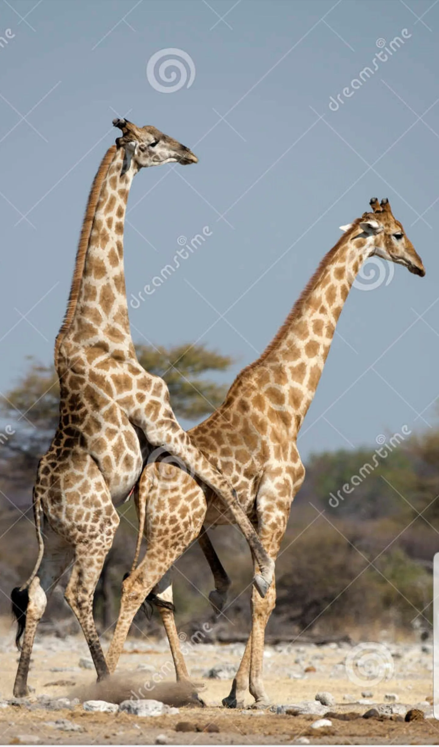 20210819_235913.webp